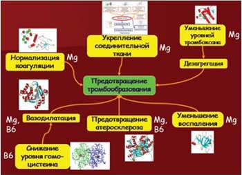 Выступление В.О. Бицадзе. Роль магния и пиридоксина в предотвращении тромбообразования