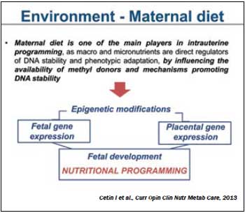 Выступление проф. И. Сетин: важность профиля питания матери для развития плода